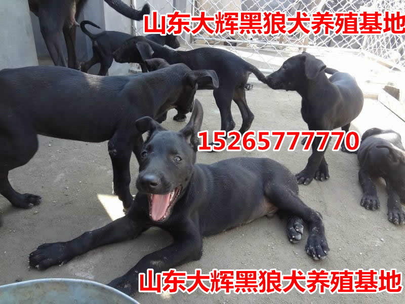 高品质黑狼犬最新出售信息，等你来选购！