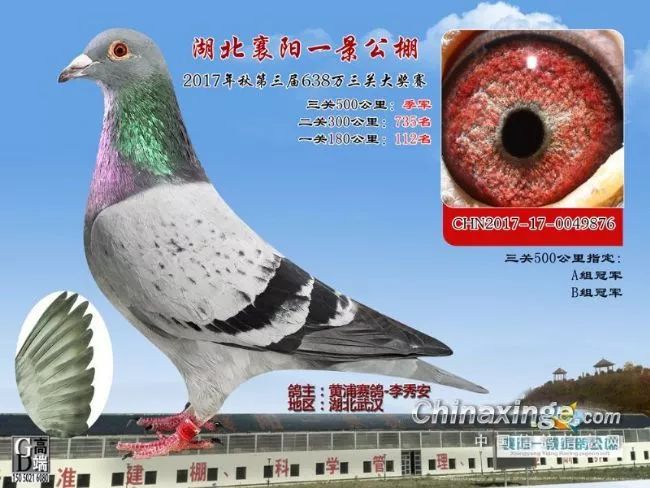 一景公棚开启新时代，辉煌历程最新公告