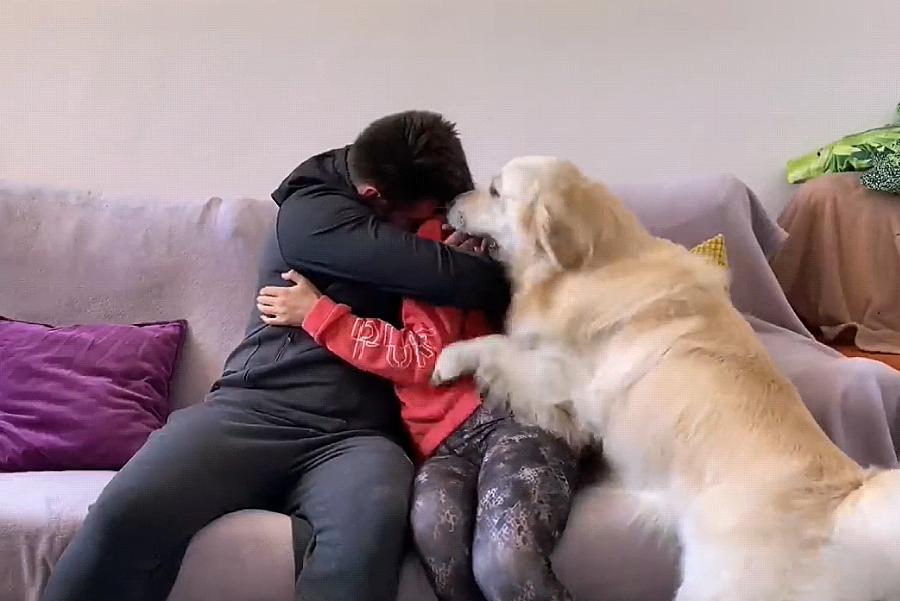 金毛幼犬训练秘籍，小巷深处的宠物秘籍视频首发！
