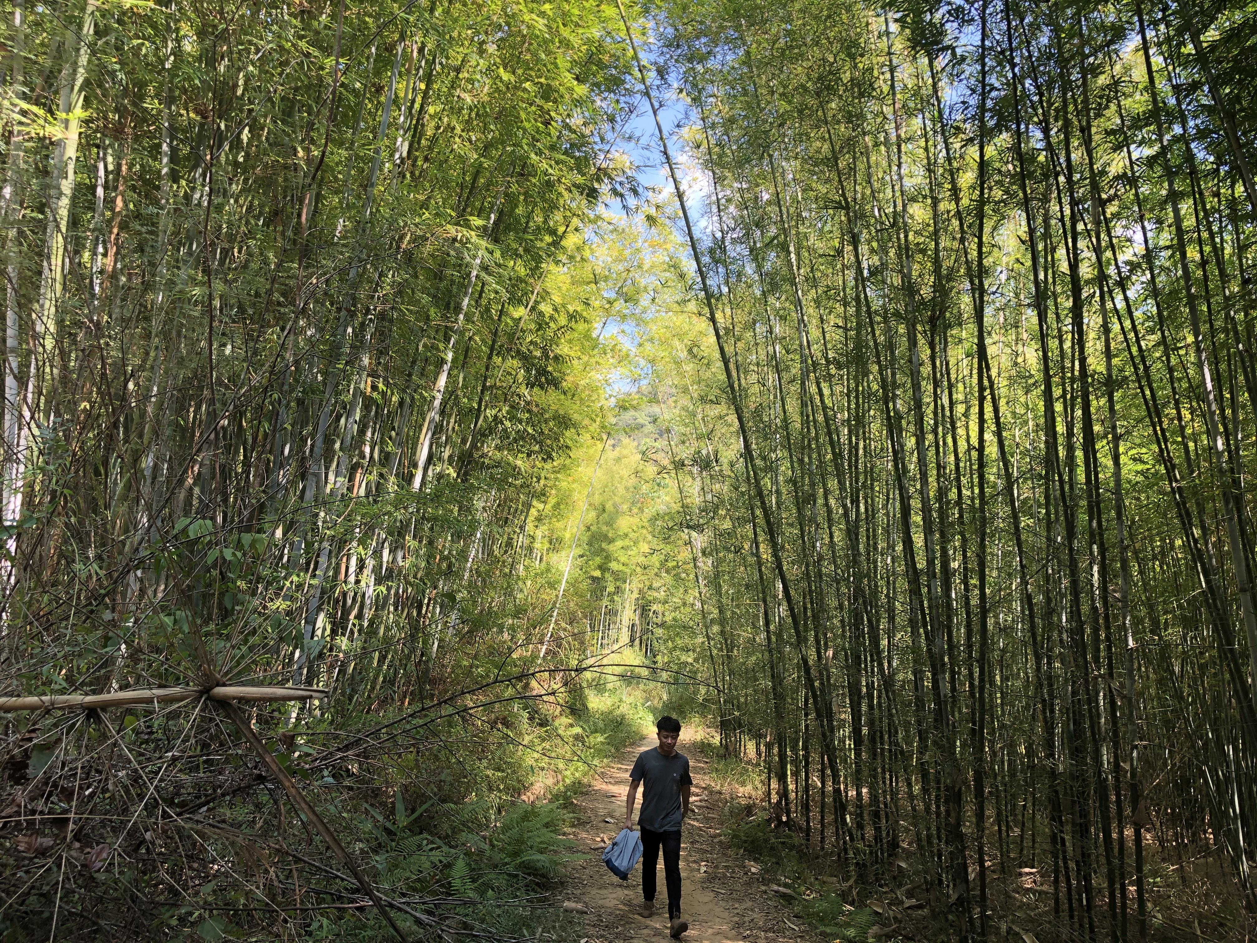 惠州芦泰大桥最新动态，启程探寻自然美景的宁静之旅