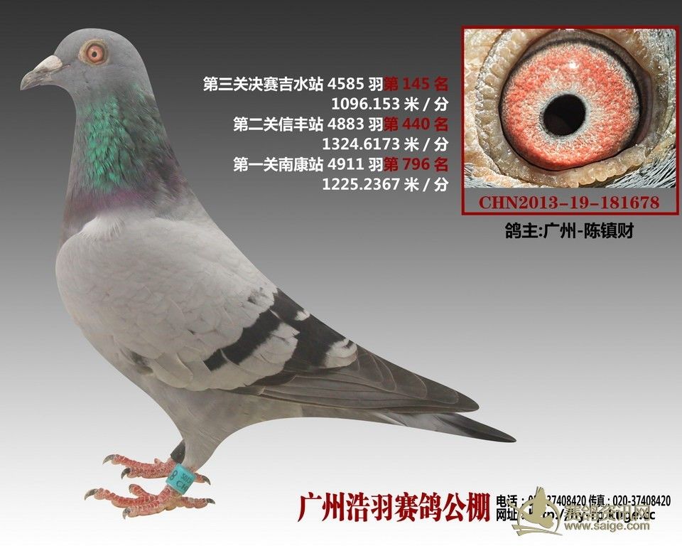 漯河信鸽协会最新赛讯动态揭晓 🏆