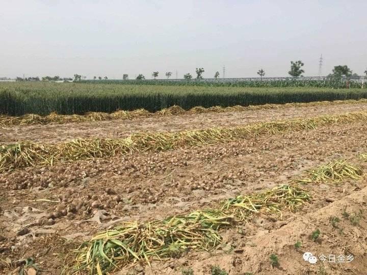 金乡蒜片最新价格信息,实时更新!