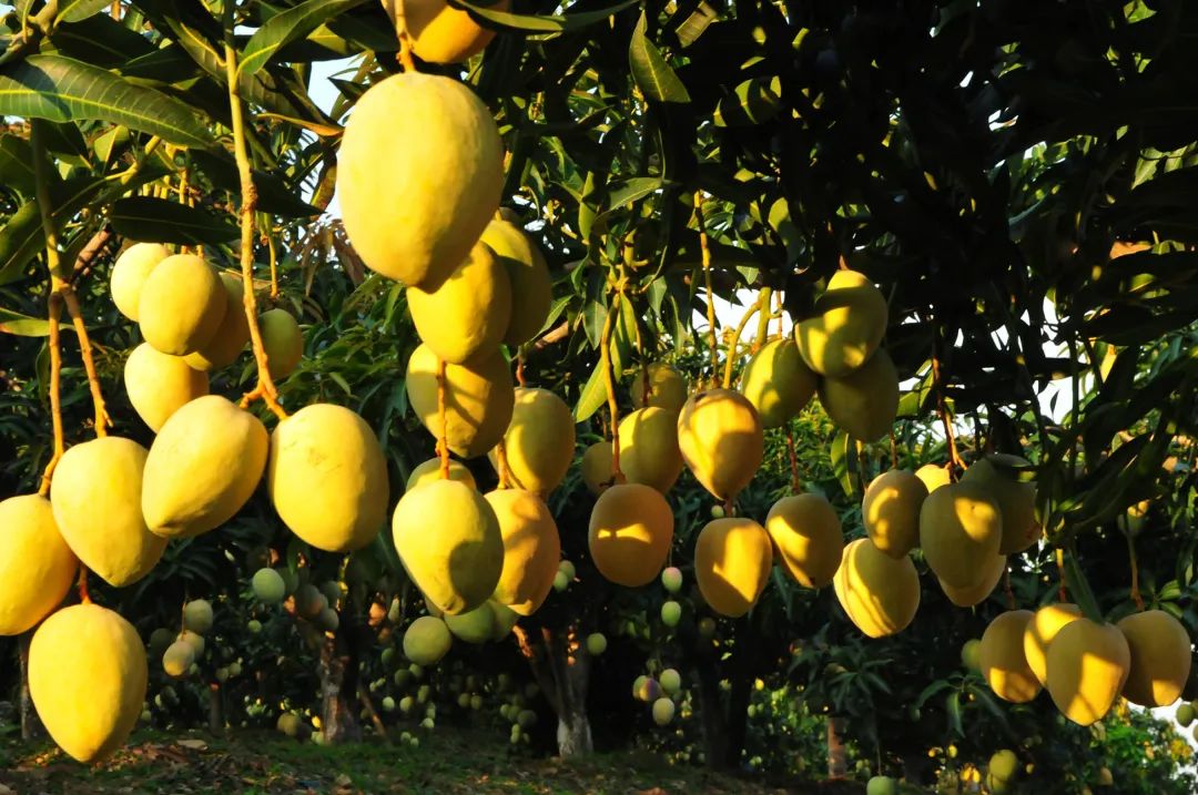 科技新品盛宴与芒果上市季节,科技与美味的完美结合之旅