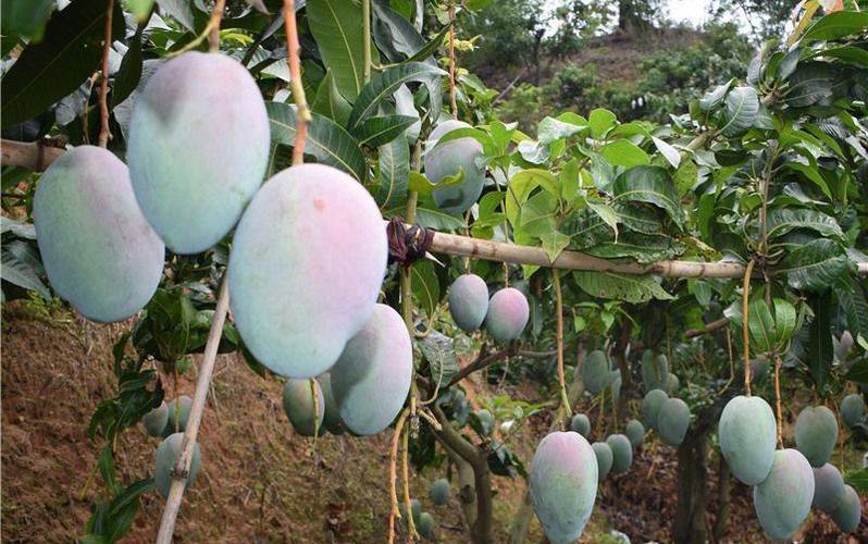 科技新品盛宴与芒果上市季节,科技与美味的完美结合之旅