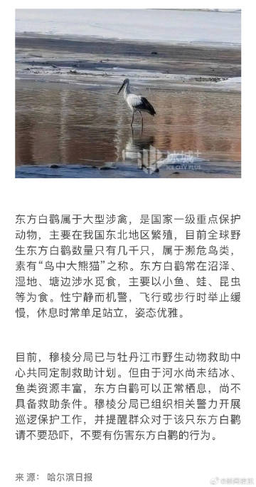 哈尔滨最新鸟类栖息地,亲情与友情的温馨邂逅,鸟鸣笑语间的心灵之旅