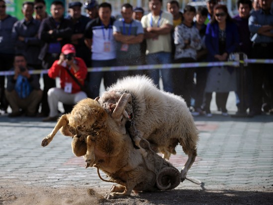 比赛中动物的技能学习与任务完成指南