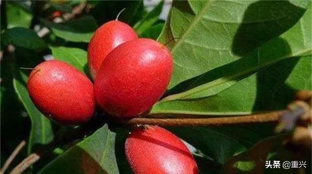 最新奇果,学习之旅的自信与成就感硕果累累。