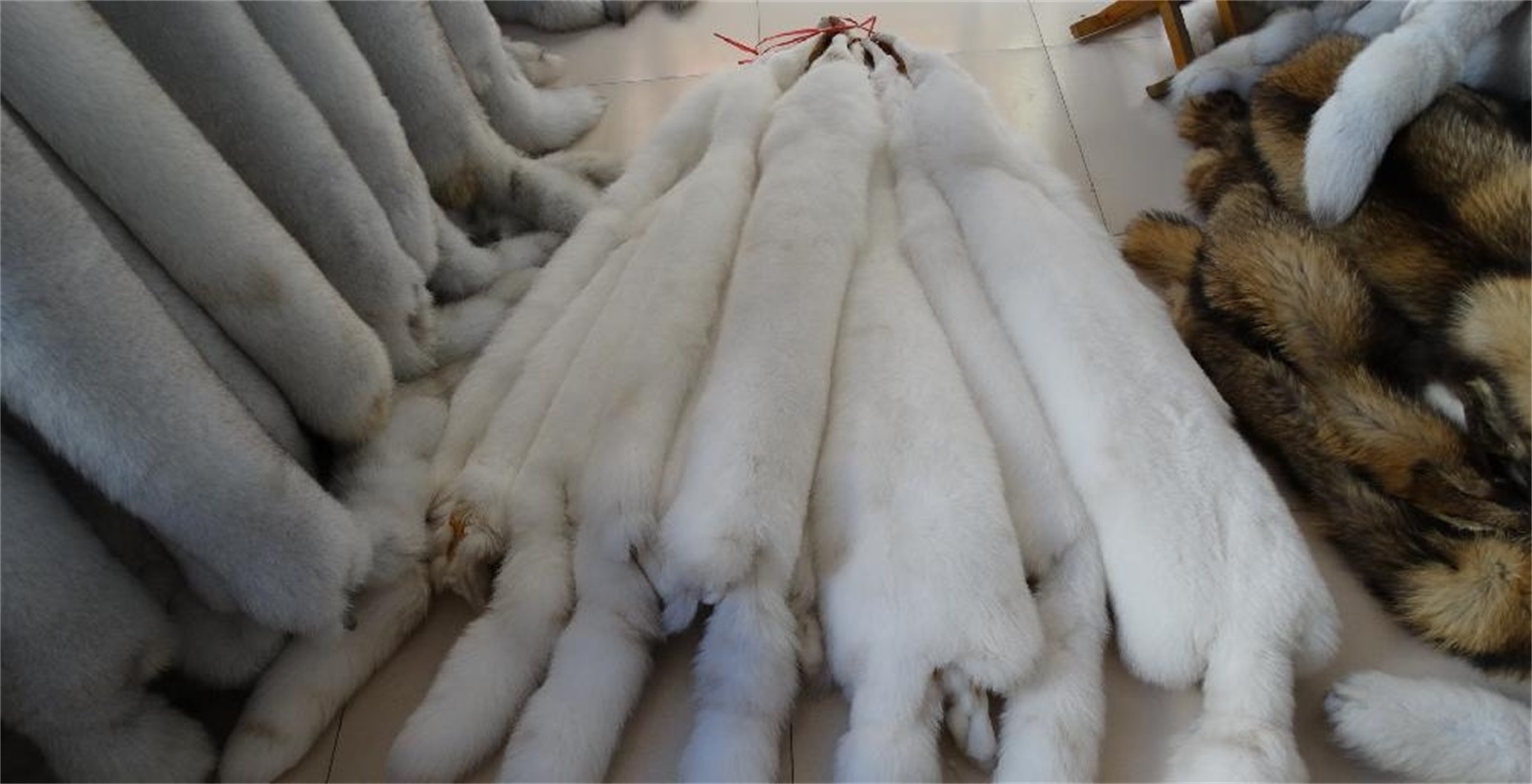 河北尚村狐皮最新价格及其背后的温情故事概述