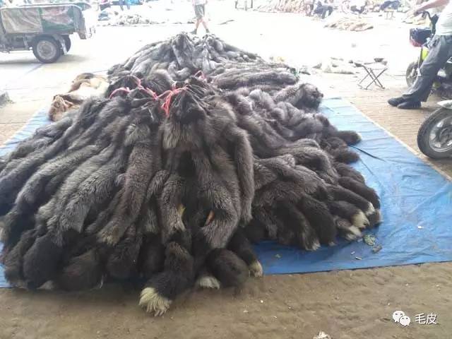 河北尚村狐皮最新价格及其背后的温情故事概述