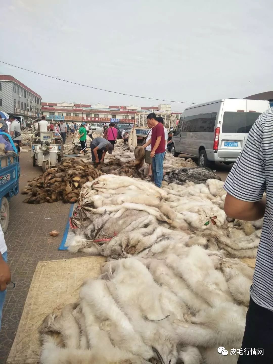 河北尚村狐皮最新价格及其背后的温情故事概述