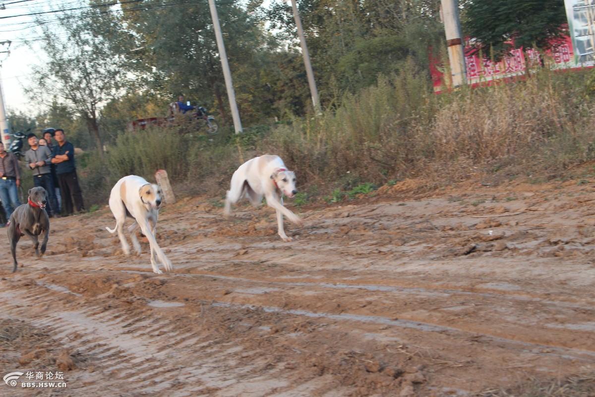 探索猎犬神秘夜猎世界,最新狗夜间撵兔视频独家呈现