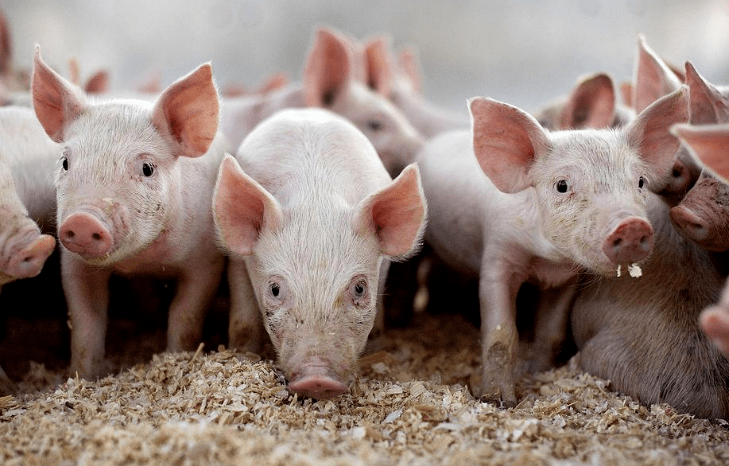 小猪快省最新省钱技巧全攻略,省钱秘籍一网打尽!