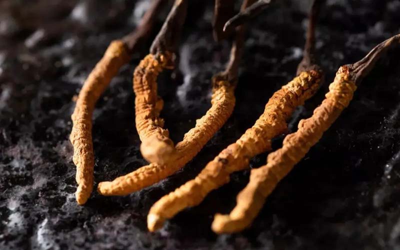 最新冬虫夏草资讯,探索虫草世界的最新动态与奥秘